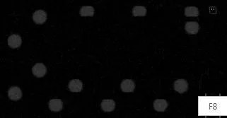 Monochrome (Vitasa)